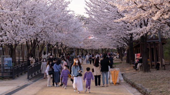 Cherry blossoms in Seoul